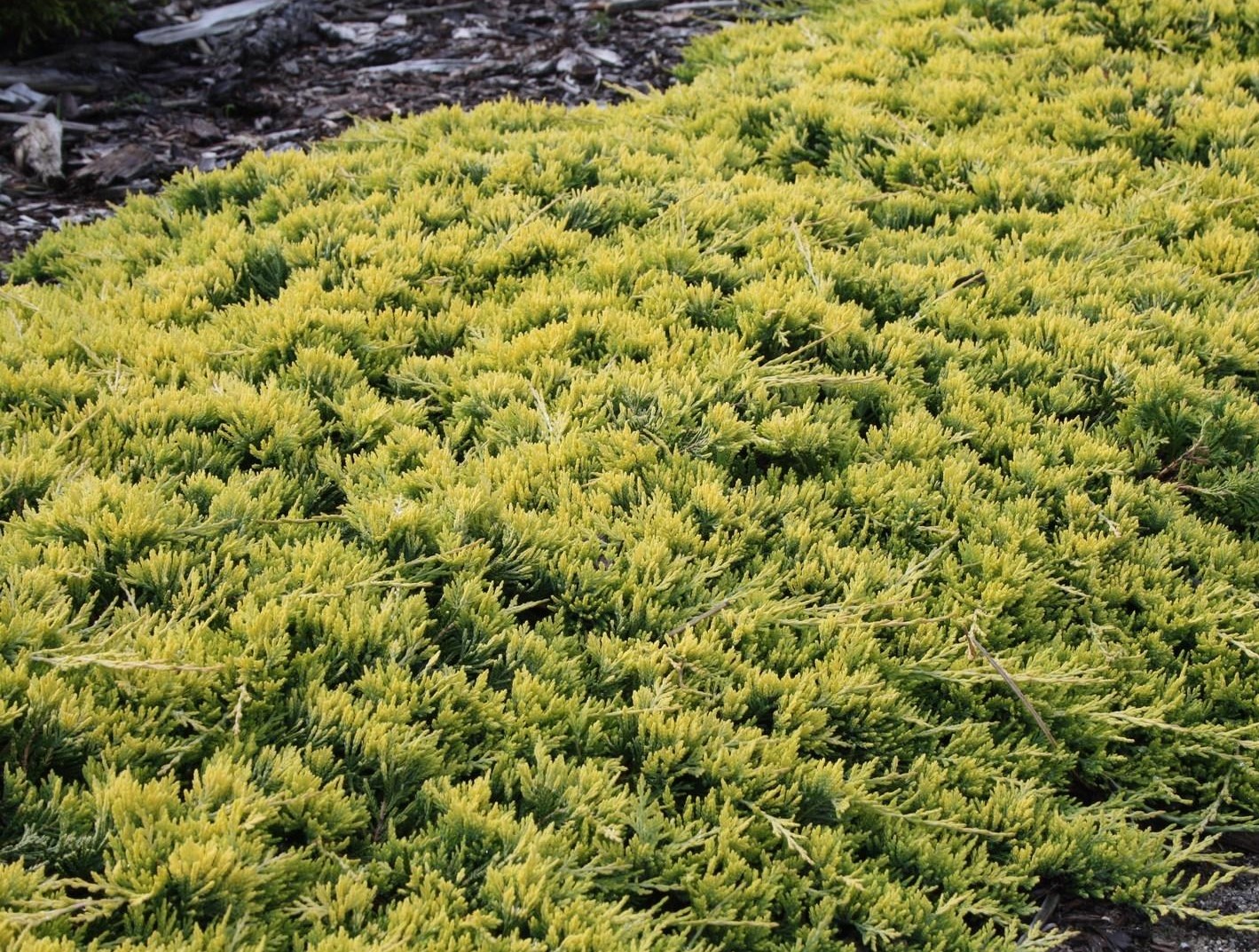 Juniperus horizontalis 'Golden Carpet'